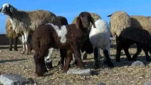 Kırşehir'de çiçek hastalığı alarmı! 13 köyde hayvan hareketi durduruldu