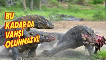 Komodo Ejderi Hakkında 5 Enteresan Gerçek