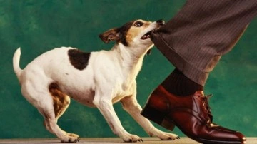 Köpek Saldırılarının Nedeni Hakkında Kritik Araştırma - Webtekno