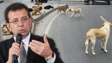 Köpek sorunu için akıl veren İmamoğlu 6 yılda sıfır çekti! İhmal üstüne ihmal