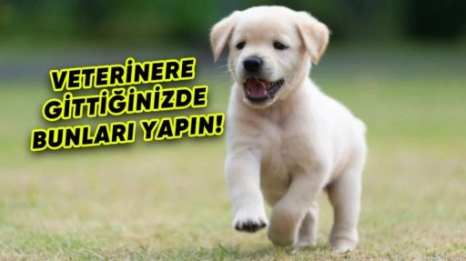 Köpekler, Sahiplerinin Stresinden Etkileniyor