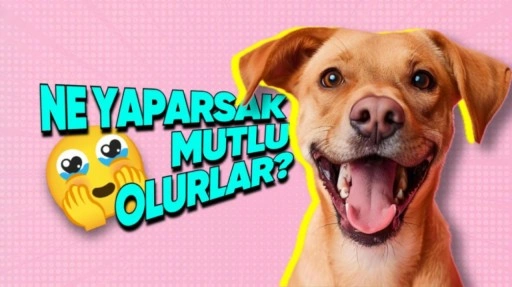 Köpekleri Nasıl Mutlu Edebiliriz?