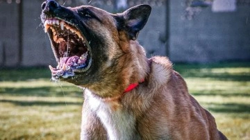 'Köpekperestlerin' akıl ve mantık dışı argümanları!