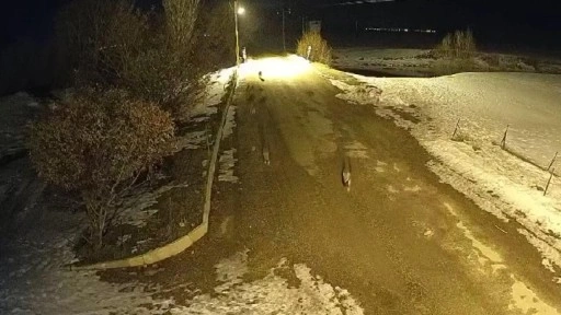 Köyü mesken tuttular! Mahalleliyi isyan ettiren olay: Akşamları dışarı çıkamıyorlar