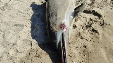 Kuşadası'nda yunus balığı karaya vurdu: Boğularak öldüğünü düşünüyoruz