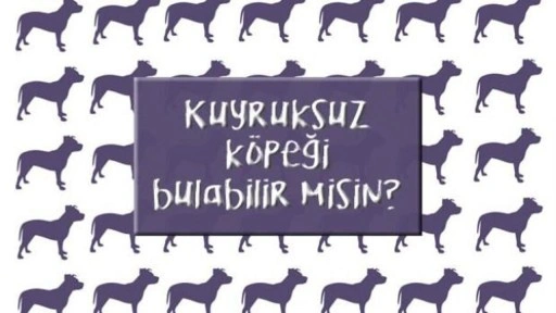 Kuyruksuz köpeği bul: Zeka ve gözlem yeteneğinizi sınayın!