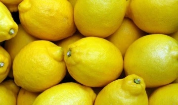 Limonun başkentinde hasat zamanı
