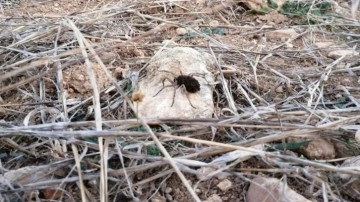 Malatya'da dünyanın en zehirli örümceklerinden biri görüldü