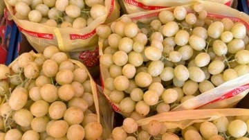 Manisa'da erkence üzümde hasat başladı
