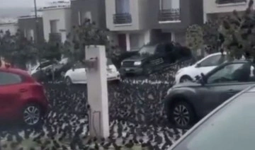 Meksika'da binlerce kuş, bir mahalleyi kapladı
