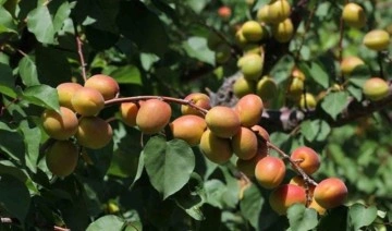 Mersin’de açık alanda kayısı hasadı başladı