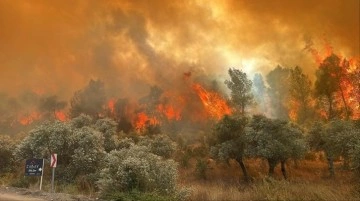 Milas'ta orman yangını! Havadan ve karadan müdahale ediliyor