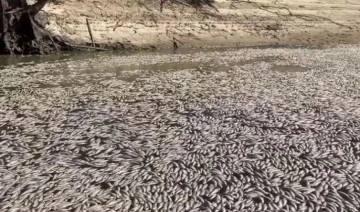 Milyonlarca balık nehrin kıyısına vurdu