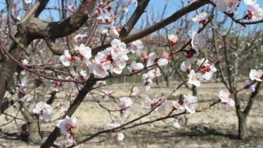 Neredeyse tamamını orası karşılıyor! Kayısı bahçeleri beyaz gelinliğini erken giydi