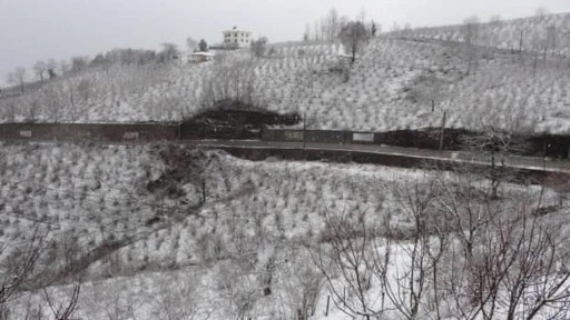 ‘Ordu'da etkili olan kar fındık için zararlı değil, yararlı'