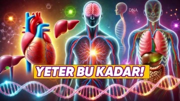 Organlarımız Doğru Boyutta Durmayı Nasıl Başarıyor?