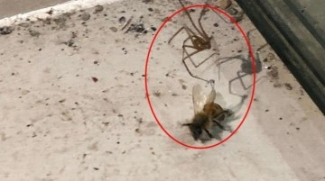 Örümcek ile arının mücadelesi kamerada! Saatlerce süren boğuşmadan bakın kim galip çıktı