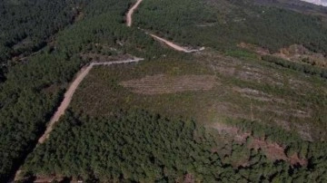 PKK'lılar yakmıştı! İşte 'İstanbul'un oksijen deposu' Aydos Ormanı'nın son