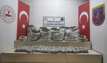 PKK’nin finans kaynaklarına darbe: 1 milyon 493 bin kök kenevir ele geçirildi