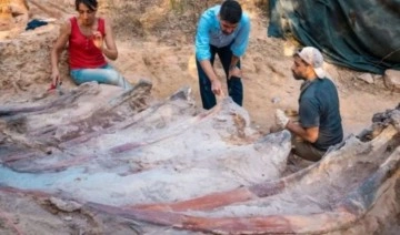 Portekiz'de bulunan dinozor fosili, Avrupa'nın en büyüğü olabilir