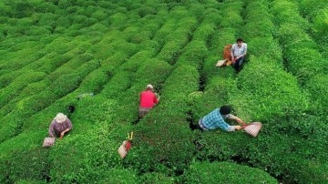 Rize'nin 8 aylık çay ihracatı 7,4 milyon dolar oldu