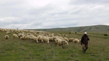 Sivas'ta 50 bin TL maaşa çalıştıracak çoban bulamıyorlar