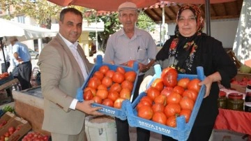 Sivas'ta ata tohumundan yetiştirilen manda yüreği cinsi domates hasat ediliyor