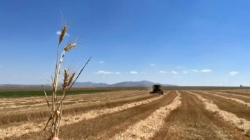 Sivrihisar'da çiftçi dönümden 300 kilogram buğday aldı
