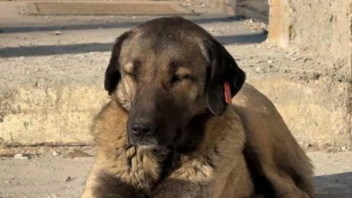 Sokak hayvanlarının toplatılması için karar verildi! Vali duyurdu