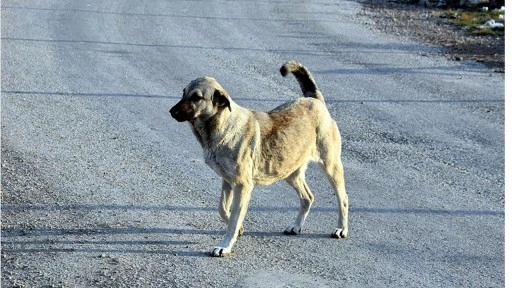 Sokakta oyun oynayan 9 yaşındaki çocuğa köpek saldırdı!