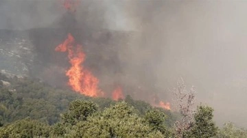 Son Dakika: Antalya'da orman yangını!