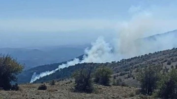 Son dakika... İzmir'de orman yangını çıktı