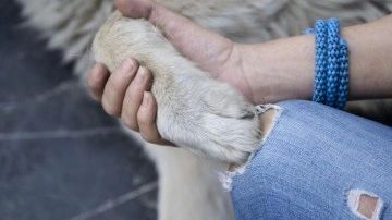 Sözde köpek seviciliğinin arkasında tatlı rant, lüks hayat!