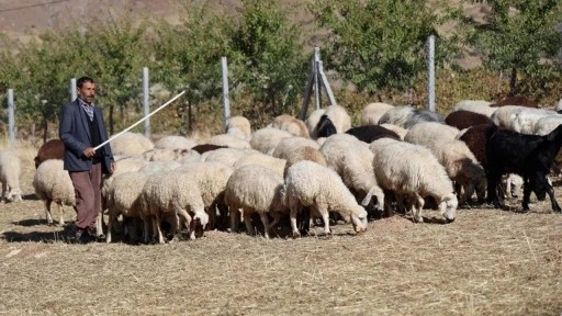 Sürü sahipleri aylık 70 bin TL'ye çalıştıracak çoban bulamıyor