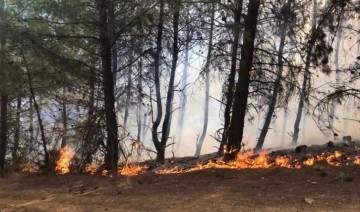 Tekirdağ'da orman yangını çıktı