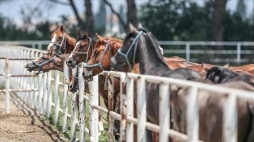 TİGEM 15 safkan elit Arap koşu tayı satacak