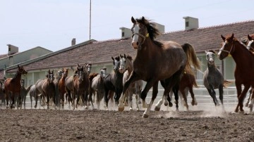 TİGEM, 66 baş safkan Arap koşu tayı satacak!