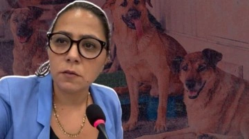 TİP'li Sera Kadigil başıboş köpek söz konusu olunca İslam'ı hatırladı