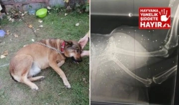 Topallayan köpeğin bacağından 200’de fazla saçma çıktı!