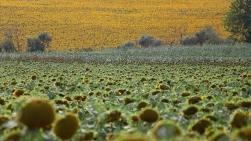 Trakya'da üretilen yerli hibrit ayçiçeği tohumu, birçok ilde üreticinin tercihi oldu