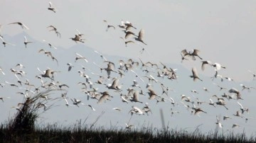 Türkiye genelinde 142 sulak alanda 2 milyon 41 bin 479 su kuşu sayıldı