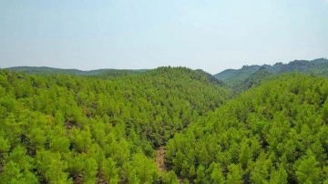 Türkiye genelinde 27 ilde ormanlara giriş yasaklandı
