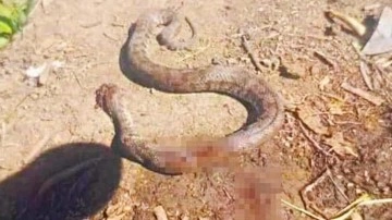 Türkiye'nin en zehirli yılanı: Eve girerken bastonla öldürüldü
