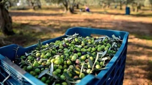 Türkiye'nin tarım karnesi belli oldu! Zeytin ve Antep fıstığı üreticiyi sevindirdi