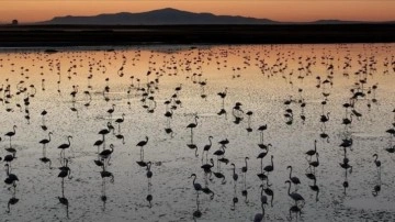 Tuz Gölü'nde bu yıl toplu flamingo ölümü olmadı, 4 bin 300 yavru tespit edildi