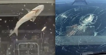 Uçan balık? Gökten düşen balık Tesla'nın camını kırdı!
