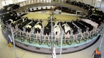 Ulusal Süt Konseyi: &ldquo;Piyasada oluşan çiğ süt fiyatına müdahale yok!&rdquo;