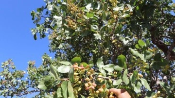 Ürünler meyvelerini verdi, Antep fıstığı Sivas'ı sevdi