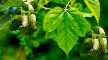 Yaş dut yaprağının faydaları: Taze dut yaprağı çayı nasıl yapılır, zayıflatır mı?