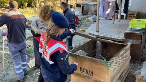 Yasaklı ırk köpek besleyen kişiye 317 bin 544 lira ceza